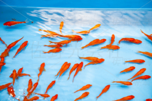 金魚すくい　出店