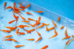 金魚すくい　出店