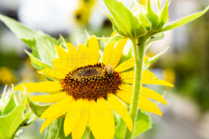向日葵と蜂