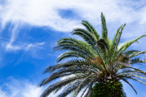 蘇鉄と空　ソテツ