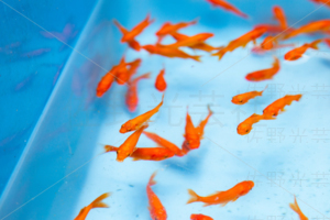 金魚すくい　出店