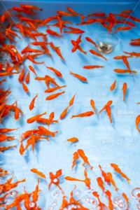 金魚すくい　出店