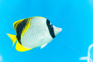 ニセフウライチョウチョウオ