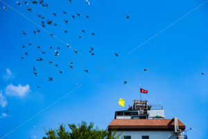 伝書鳩・鳩レース