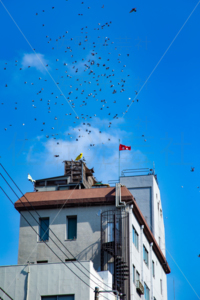 伝書鳩・鳩レース
