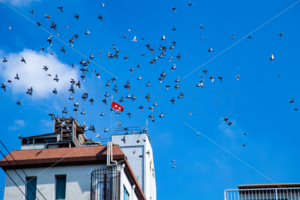 伝書鳩・鳩レース