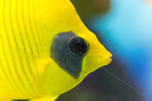 ゴールデンバタフライ