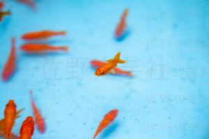 金魚すくい　出店