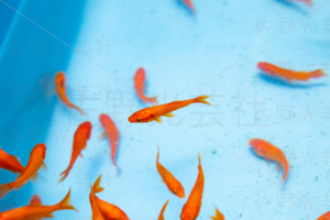 金魚すくい　出店