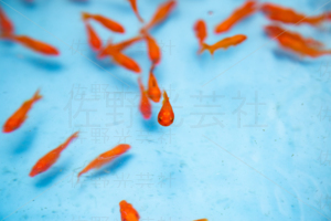 金魚すくい　出店