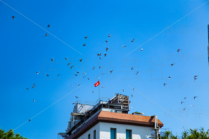 伝書鳩・鳩レース