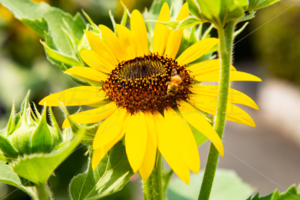 向日葵と蜂