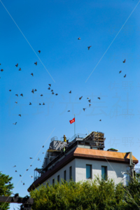 伝書鳩・鳩レース