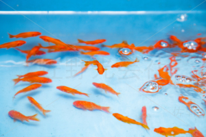 金魚すくい　出店