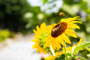 向日葵と蜂