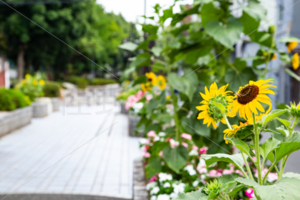向日葵と道