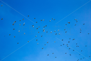 伝書鳩・鳩レース