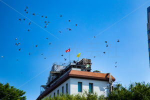 伝書鳩・鳩レース