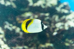 ニセフウライチョウチョウオ　