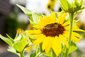 向日葵と蜂