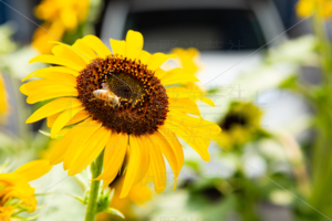 向日葵と蜂