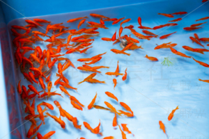 金魚すくい　出店