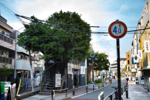 キャットストリート