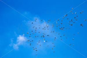 伝書鳩・鳩レース