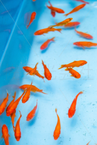 金魚すくい　出店