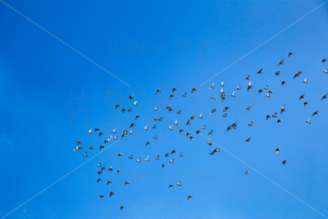 伝書鳩・鳩レース