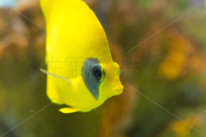 ゴールデンバタフライ