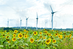 布引高原ひまわり畑