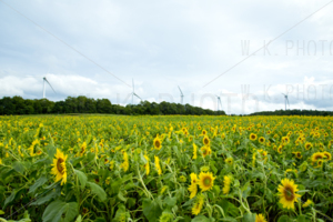 布引高原ひまわり畑