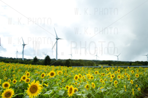 布引高原ひまわり畑