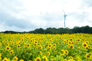 布引高原ひまわり畑