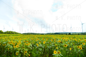 布引高原ひまわり畑