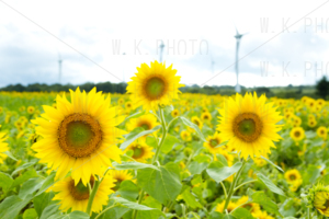 布引高原ひまわり畑