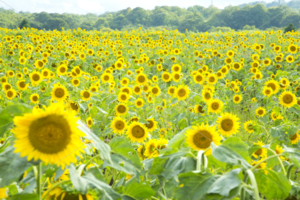 布引高原ひまわり畑