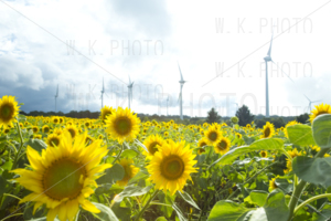 布引高原ひまわり畑