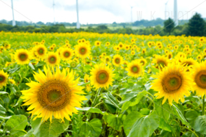 布引高原ひまわり畑