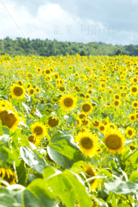 布引高原ひまわり畑