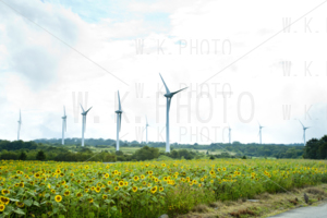 布引高原ひまわり畑