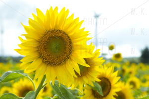 布引高原ひまわり畑