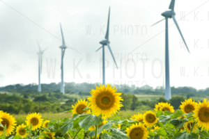 布引高原ひまわり畑