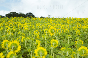 布引高原ひまわり畑