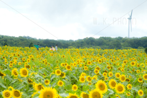 布引高原ひまわり畑