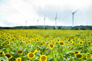 布引高原ひまわり畑