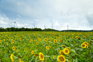 布引高原ひまわり畑