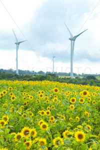 布引高原ひまわり畑