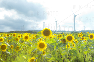 布引高原ひまわり畑